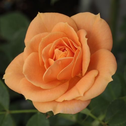 Rosen Online Gärtnerei - zwergrosen - orange - Rosa Apricot Clementine® - duftlos - Hans Jürgen Evers - Ihre einzigartige Blütenfarbe und kompakte Form macht sie hervorragend geeignet für Gestaltung von Blumenbeeten.